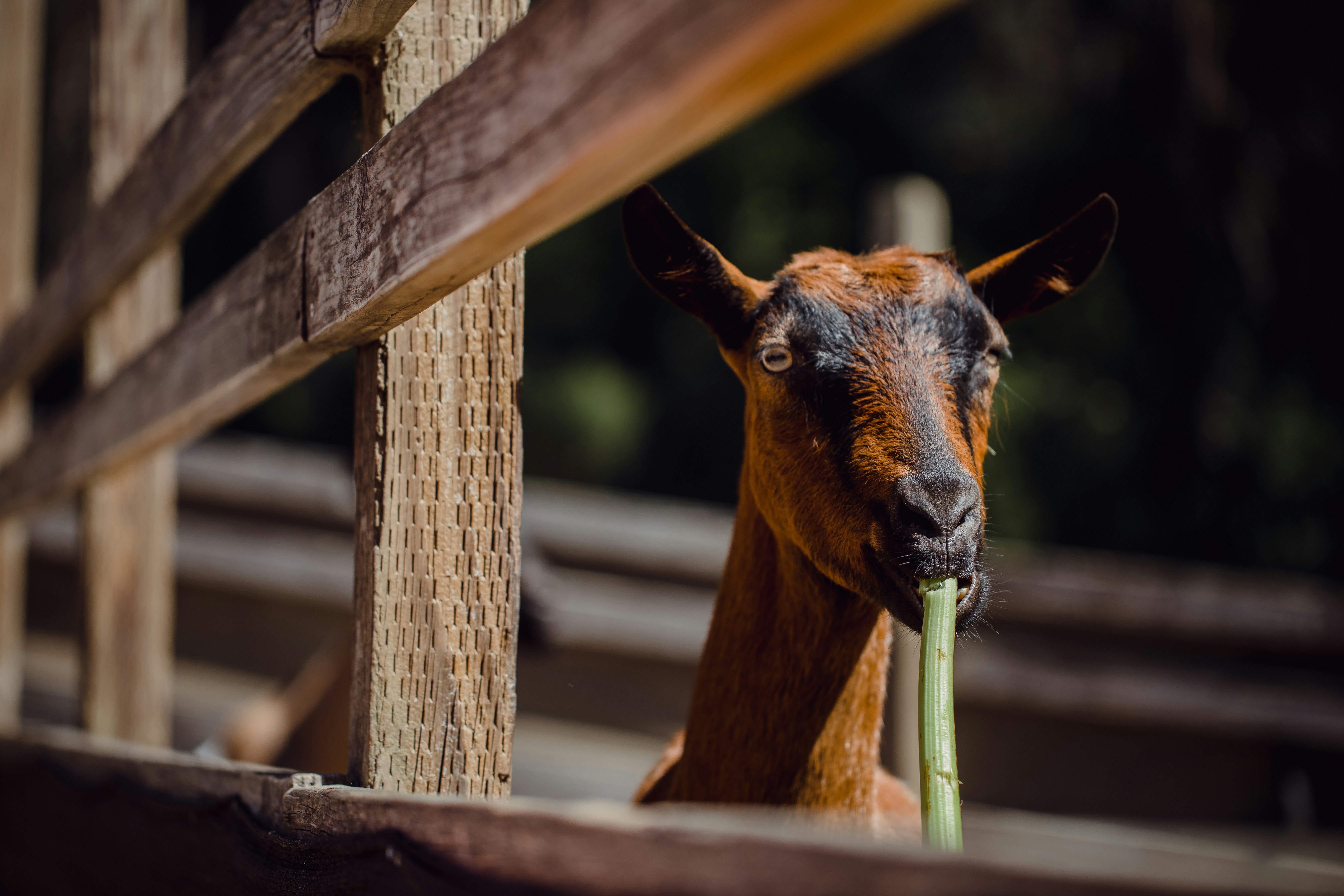 selective focus photo of brown goat